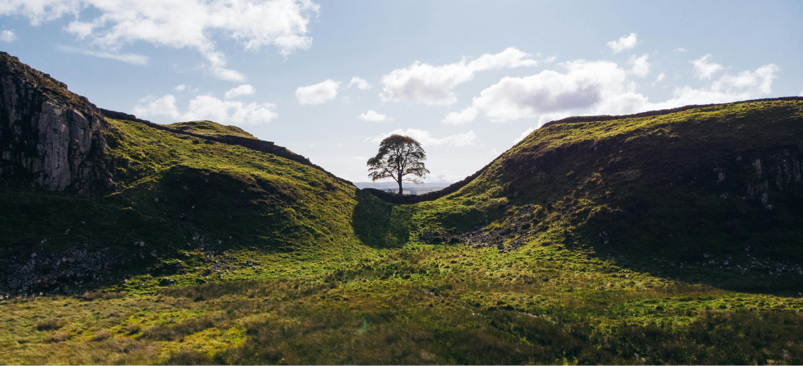 A singular tree standing against the sun in a lush green valley