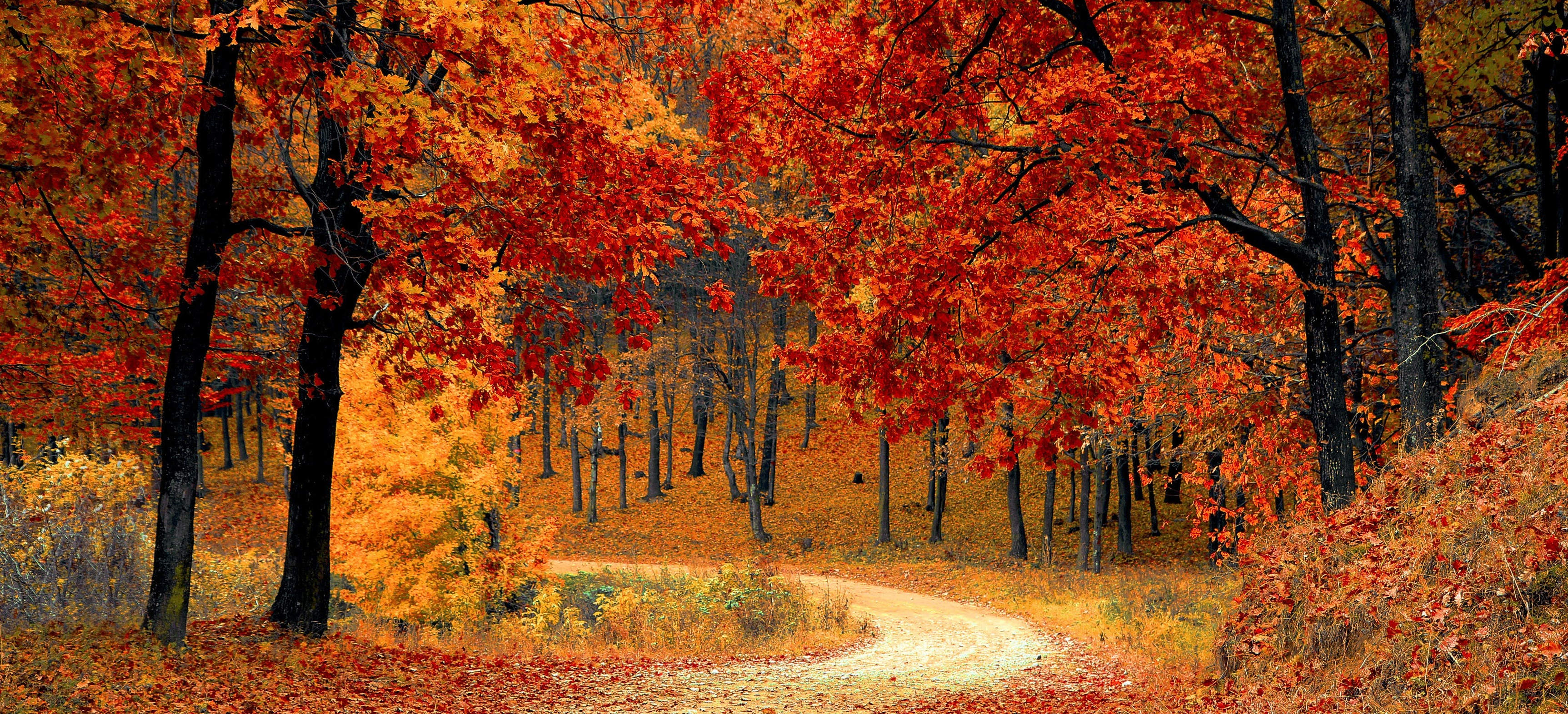 A scenic trail with bright orange autumn leaves }